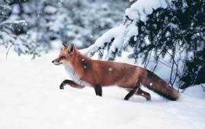 하얀 눈밭을 걷고 있는 붉은여우. 동물들의 겨울나기는 환경에 대처하기 위해 진화해 온 독창적 전략과 역경에 적응하는 생명력의 정수를 보여준다.사진제공 에코리브르