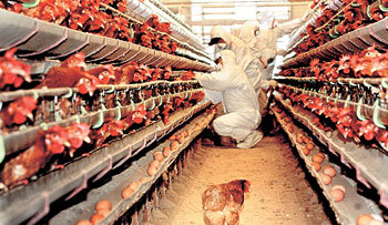 조류독감이 빠르게 전국으로 확산되고 있다. 20일 오후 충북 음성군 삼성면의 한 농장에서 방역 관계자들이 닭 도살 작업을 벌이고 있다. -음성=연합