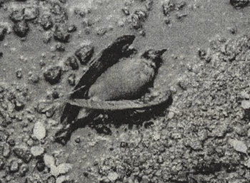 독도에 서식하는 새가 동도 경비대 숙소 아래쪽 기름탱크에서 새어나온 기름을 덮어쓴 채 죽어 있다(2003년 8월 20일 촬영). -사진제공 경주대 울릉학연구소