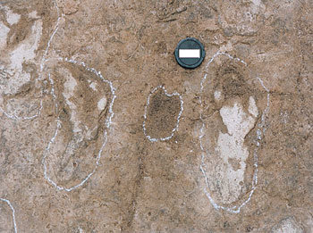제주도에서 발견된 5만년 전 구석기시대의 사람 발자국 화석. 발자국 배열이 달라 두 사람이 걸어간 것으로 보인다. 오른쪽 발자국 왼쪽의 카메라 렌즈 뚜껑(지름 6cm)으로 크기를 가늠할 수 있다. 사진제공 문화재청
