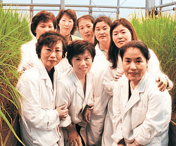 고품질 기능성 벼 연구를 돕고 있는 주부 도우미들은 “세계 최고 수준의 기능성 쌀이 개발될 것”이라며 기대감을 나타냈다.  -포항=이권효기자