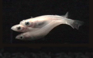 유전자조작 송사리 수컷(아래)과 정상 암컷(위)이 교미할 때 정상 수컷(가운데)이 끼어드는 모습. 하지만 이 방해 공작은 번번이 실패로 끝난다.  -사진제공 사이언스