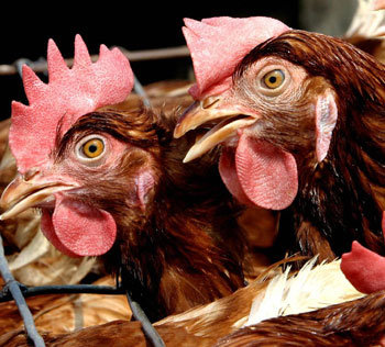 닭은 스트레스를 받으면 동료의 깃털을 마구 쪼아댄다. 특히 닭장에 오래 갇혀 지내면 이런 현상이 심해져 치명적인 상처를 입히기도 한다.   -동아일보 자료사진