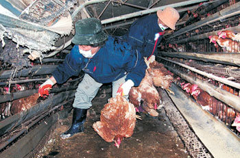 5일 내린 폭설로 충남 홍성군 구항면의 한 양계장 지붕이 내려앉으면서 1만여마리의 닭이 폐사했다. 인부들이 살아남은 닭을 비어있는 인근 양계장으로 옮기기 위해 꺼내고 있다.   -홍성=연합