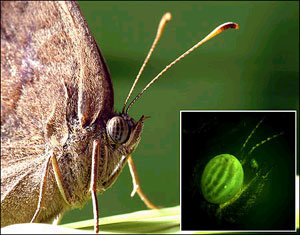 아프리카 나비에 해파리의 발광유전자를 삽입해 빛나는 눈을 만든 모습(네모 안).    -사진제공 BBC