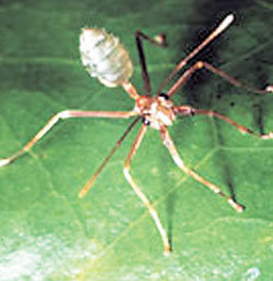 코스모파시스 거미