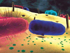 우리 몸에는 100조개의 세포가 있지만 이 중 고작 10조개만 우리 자신의 것이다. 인간의 신체는 좋든 싫든 기생 생물들과 몸의 세포들이 함께 사는 생물학적 존재다. 젖산균(바닥의 초록색 원형)이 여성의 질벽에서 대장균(붉은색·왼쪽)과 장내구균(진한 파란색·오른쪽)의 활동을 억제하고 있다.사진제공 휘슬러