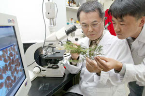 국립산림연구원 김교수 박사(왼쪽)와 박주용 인턴 연구원이 향나무녹병에 걸린 나뭇가지를 검사하고 있다.   -전영한기자