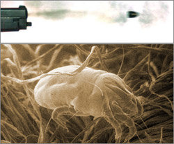 EBS는 기획특집 다큐멘터리 ‘마이크로의 세계’에서 침대 위의 진드기(아래)와 총구를 떠난 탄두(위) 등 너무 작아서 혹은 너무 빨라서 육안으로 보지 못하는 장면들을 화면에 담아냈다. 사진제공 EBS