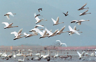 낙동강 하구 을숙도를 찾은 철새들이 힘차게 비상하고 있다. 아래 오른쪽 사진은 최근 인공위성에서 촬영한 낙동강 하구의 지형 변화 모습. 빨강색 테두리선 안은 환경부가 1989년과 99년에 각각 지정한 생태계 보전지역과 습지보호지역이다.  -사진제공 부산시