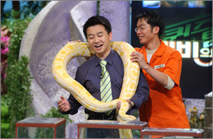 KBS 1 ‘퀴즈탐험 신비의 세계’의 진행자 신영일 아나운서(왼쪽)가 알비노버마 비단뱀을 목에 감은 채 진땀을 흘리고 있다. 사진제공 KBS