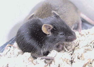 한일 공동 연구팀이 정자 없이 난자의 조작만으로 탄생시킨 ‘아버지 없는 쥐’. -도쿄=연합