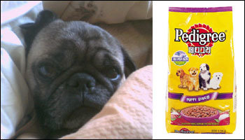 한 네티즌이 '5개월째 투병중'이라며 대책위 홈페이지에 올린 애완견 사진. 오른쪽은 '페디그리' 사료.