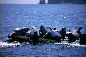 백령도 인근 ‘물범 바위’ 위에서 쉬고 있는 물범들. 2, 3분마다 한번씩 물밖으로 나와 호흡해야 하는 물범에게 바위는 필수적인 장소로 이들이 다투는 원인이기도 하다. 사진제공 KBS