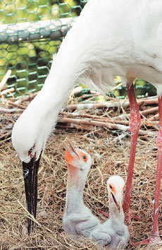 한국교원대 황새복원센터가 인공 부화시킨 황새 새끼들이 18일 충북 청원군의 사육장에서 어미 황새의 보살핌을 받고 있다.-청원=연합