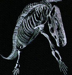 티라노사우루스 화석.-동아일보 자료사진