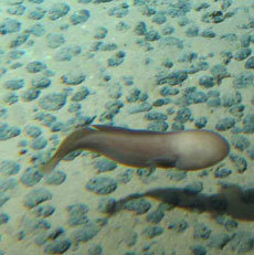 수심 5044m에서 처음 발견된 심해 어종. 특이하게도 눈이 없다. 빛이 없는 심해에서 살다 보니 눈이 퇴화한 것으로 보인다. 바닥의 덩어리들은 망간단괴다.-사진제공 한국해양연구원