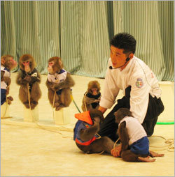 21일 경기 과천시 서울대공원 내 ‘원숭이캠퍼스’에 마련된 무대에서 원숭이들이 공연을 펼치고 있다. 사진제공 서울대공원