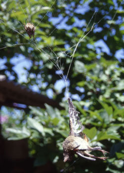 경기 여주군에서 산왕거미의 거미줄에 몸통이 달걀만한 새가 걸린 모습. 1999년 7월 농업과학기술원 이영보 박사가 찍은 사진이지만 공개는 이번이 처음이다. -사진제공 이영보
