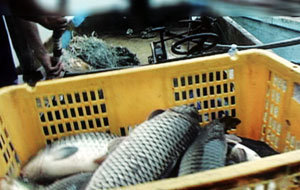 SBS ‘세븐데이즈’는 한강 민물 고기의 오염 실태를 확인했으나 구체적인 유통 경로는 밝히지 못했다. - 사진제공 SBS