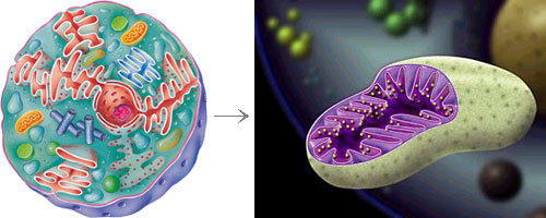 생명체의 기본 구성단위인 세포(왼쪽)는 미토콘드리아(오른쪽)에서 발생한 에너지를 갖고 생장과 분열 등 생명기능을 수행한다. 이때 발생하는 미약한 가시광선을 100만배 증폭시켜 빛의 양을 측정하면 세포의 ‘건강상태’를 알 수 있다. 동아일보 자료사진