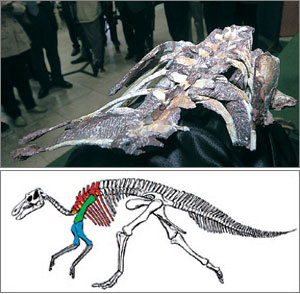 문화재청과 전남대 한국공룡연구센터가 전남 보성군 득량면 비봉리 해안에서 발굴해 13일 공개한 공룡뼈 화석(위). 이 화석은 중생대 백악기 후기에 살던 초식공룡 하드로사우루스로 추정된다. 아래 복원 상상도의 색칠한 부분이 이번에 발굴된 부분이다.보성=이종승기자