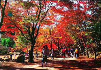 내장산 단풍터널. 사진제공 국립공원관리공단