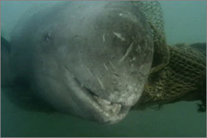 KBS 1 ‘환경스페셜’이 10일 방영하는 ‘위기의 바다’ 1편. 바다의 그물 쓰레기에 돌고래가 걸려 죽었다. 사진제공 KBS