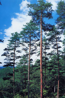 하늘을 향해 곧게 뻗은 울진 금강소나무. 사진제공 산림청
