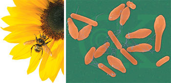 벌(왼쪽)의 독에서 추출한 물질이 류마티스성 관절염에 효과가 있다는 연구결과가 나왔다. 부패한 통조림에 살고 있는 맹독성 미생물(오른쪽)에서 분비되는 ‘독물’을 묽게 만들면 주름을 제거하고 근육경련을 완화시키는 등 ‘약물’ 효과가 발휘된다. 동아일보 자료사진