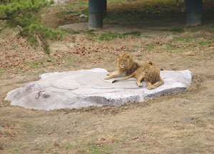 사자우리의 야외 온돌침대. 사진제공 서울대공원