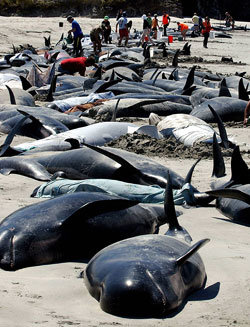 고래가 해변으로 몰려와 떼죽음을 당하는 사건이 곧잘 벌어지고 있다. 가족 중 한 마리가 뭍에 갇힌 것을 다른 구성원들이 구하려다 참사를 당했다는 해석이 나왔지만 과학적으로 입증되지 못했다. -동아일보 자료사진