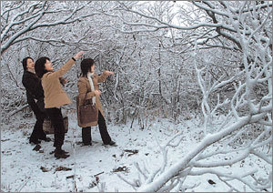 용평스키장이 있는 발왕산의 눈꽃 산책로. 동아일보 자료 사진