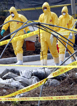 3월 보건당국 관계자들이 조류독감이 발생한 지역에서 소독작업을 하러 가고 있다. 동아일보 자료 사진