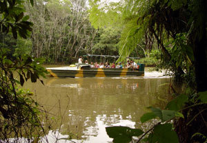 열대의 케언스를 상징하는 열대우림을 수륙양용차로 둘러보는 ‘아미덕 투어’. 관광객이 숲속의 늪을 통과하고 있다. 조성하기자