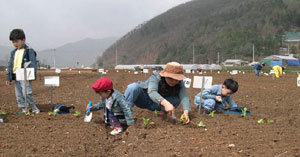 경기 양평군 서종면 문호리 농장의 친환경 주말농장을 분양받은 한 가족이 지난봄 배추와 상추 등의 모종을 심으며 건강한 주말을 가꾸고 있다. 사진 제공 서울시