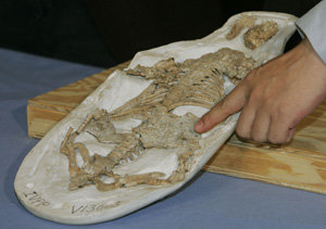 중국 랴오닝(遼寧)성에서 발굴된 1억3000만 년 전의 원시 포유류의 화석. 위(胃) 속에서 작은 공룡의 잔해가 발견돼 새끼 공룡을 잡아먹었던 것으로 추정된다. AP 연합