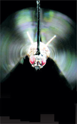 파리날갯짓 실험장치미국 연구진이 파리 날개의 근육 구조를 밝히기 위해 고안한 실험장치. 파리를 매달고 방사광가속기에서 나온 X선으로 쪼이면 아래 검출장치에 날개 근육 단백질의 변화양상이 감지된다. 보통 근육은 액틴과 미오신이라는 단백질로 구성되는데 미오신에 붙은 미세돌기가 액틴을 잡아당길 때 수축이 일어나고, 액틴과 떨어지면서 이완이 생긴다. 이에 비해 파리는 근육이 이완할 때 미오신의 미세돌기가 액틴에 붙어 있고 미오신 길이가 약간 늘어난다는 사실이 밝혀졌다. -미국 캘리포니아공대