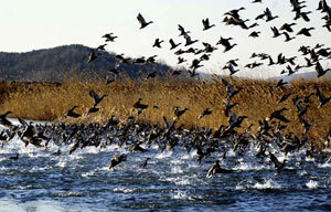 4일 경기 안산시 시화호 상류 갈대습지공원 주변에 각종 겨울 철새들이 날아와 장관을 이루고 있다. 이곳에는 2만5000∼3만여 마리의 철새가 찾아와 인근 농경지와 갈대밭 갯벌 등지에서 겨울을 나고 있다. 안산=연합