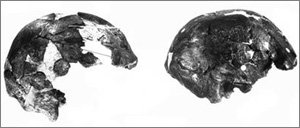 현 인류(호모사피엔스) 역사를 16만 년 전에서 19만5000년 전으로 3만5000년이나 더 오래된 것으로 밝혀 준 에티오피아의 오모Ⅰ(왼쪽), 오모Ⅱ 두개골 화석. 사진 제공 AP통신