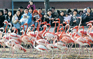 오늘 雨水… 홍학들의 나들이봄기운이 돋아나고 싹이 튼다는 우수를 하루 앞둔 17일 경기 과천시 서울대공원을 찾은 관람객들이 90여 마리의 홍학이 펼치는 군무를 감상하고 있다. 권주훈 기자
