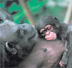 인간과 비슷한 모성 본능을 보이는 침팬지. 사회생물학자 에드워드 윌슨은 인간은 자연의 울타리를 벗어날 수 없다는 점을 인정하고 전 지구적인 환경 문제에 대처해야 한다고 말한다. 동아일보 자료 사진