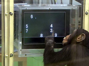 SBS의 ‘TV 동물동장’의 5부작 다큐멘터리 ‘거대한 약속, 유인원 프로젝트 2005’에서는 숫자 공부를 하는 침팬치를 소개한다. 사진 제공 SBS