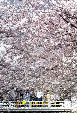 따뜻한 봄바람이 불어오면서 진해 군항제를 시작으로 벚꽃 축제가 전국 각지에서 열리고 있다. 동아일보 자료 사진