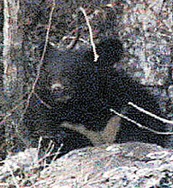 최근 동면에서 깨어난 지리산 반달가슴곰 천왕이. 사진 제공 국립공원관리공단