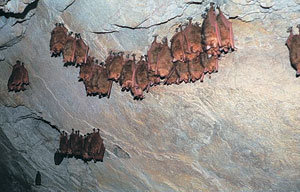 전남 신안군과 무안군 등지에서 발견된 붉은박쥐(일명 황금박쥐). 연합