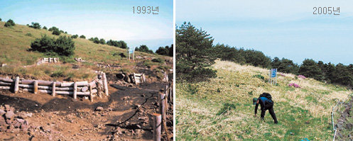 사제비 동산의 어제와 오늘1993년까지만 해도 등산객이 너무 많이 찾아 크게 훼손됐던 한라산 어리목등산로의 사제비 동산(왼쪽). 제주도가 자생식물을 옮겨다 심고 나무 굄목을 깔면서 새로운 풀이 살아나는 등 생태계가 복원되고 있다. 사진 제공 한라산연구소·제주=임재영 기자