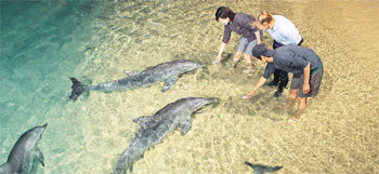 호주 퀸즈랜드 탕갈루마 리조트에서 돌고래와 함께 휴가를 즐기고 있는 여행객들. 자연이 그대로 간직된 곳이어서 가족 휴양지로 인기가 높다. 사진 제공 호주 관광청