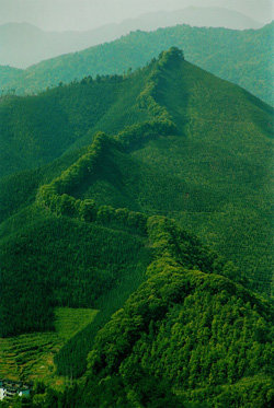 광둥 성이 4310km에 이르는 해안 숲 조성계획과 함께 추진 중인 방화대 사업 현장. 사진 출처 광둥 성 산림국
