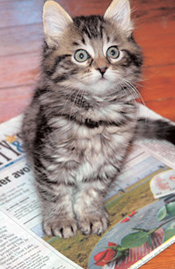 美 6000만원짜리 복제 고양이지난해 12월 미국에서 복제된 애완 고양이 ‘꼬마 니키’. 고양이 한 마리를 복제하는 데 자그마치 6000여만 원을 지불해 사회적 논란이 일어났다. 사진 제공 GSC